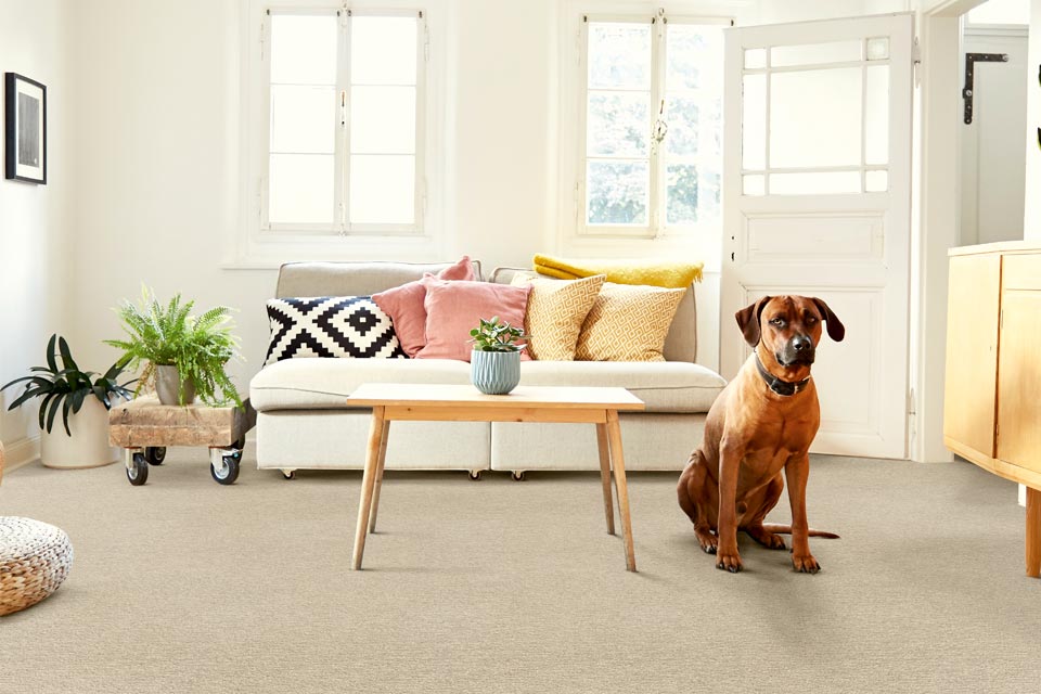 beige carpet in living room with dog.